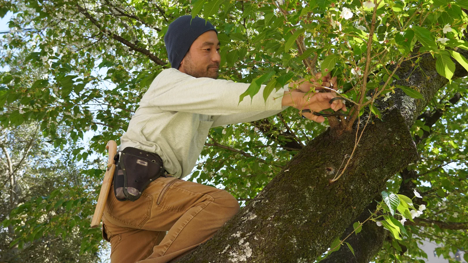 CONNIE'S GARDEN提供、博多お庭ばんが手がけた桜の木の透かし剪定、2025年4月撮影